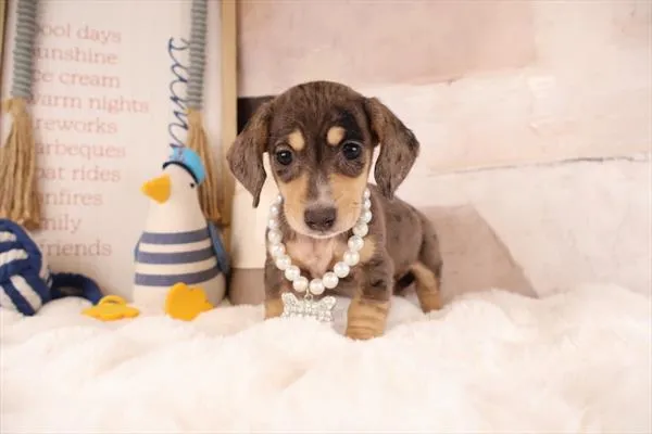 Female Dachshund puppy named Sandy for sale at Pet Express Braintree.