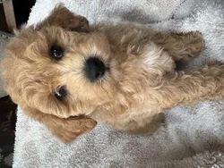 Female Bichon-Poodle puppy named Papaya for sale at Pet Express Saugus.