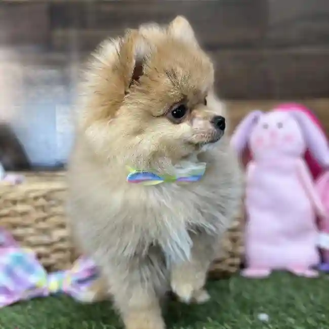 Male Pomeranian Puppy for Sale in Saugus, MA