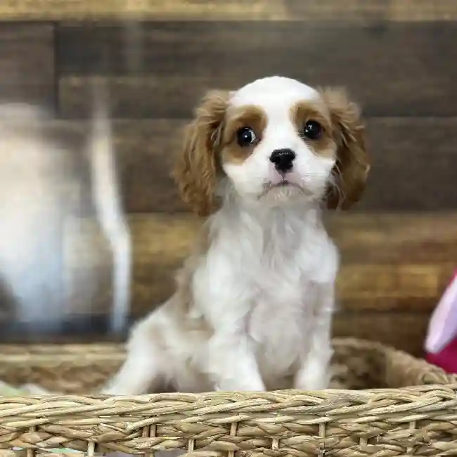 Male Cavalier King Charles Spaniel Puppy for Sale in Saugus, MA
