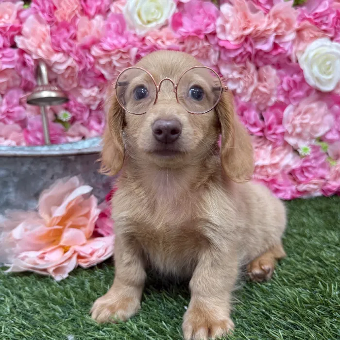 Male Dachshund Puppy for Sale in Braintree, MA