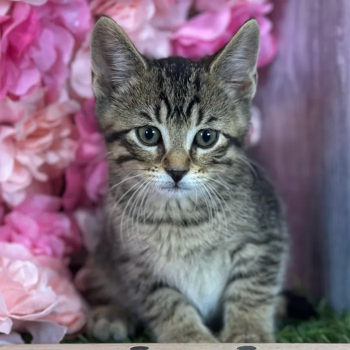 Male Domestic Short Hair kitten named Felix for sale at Pet Express Saugus.