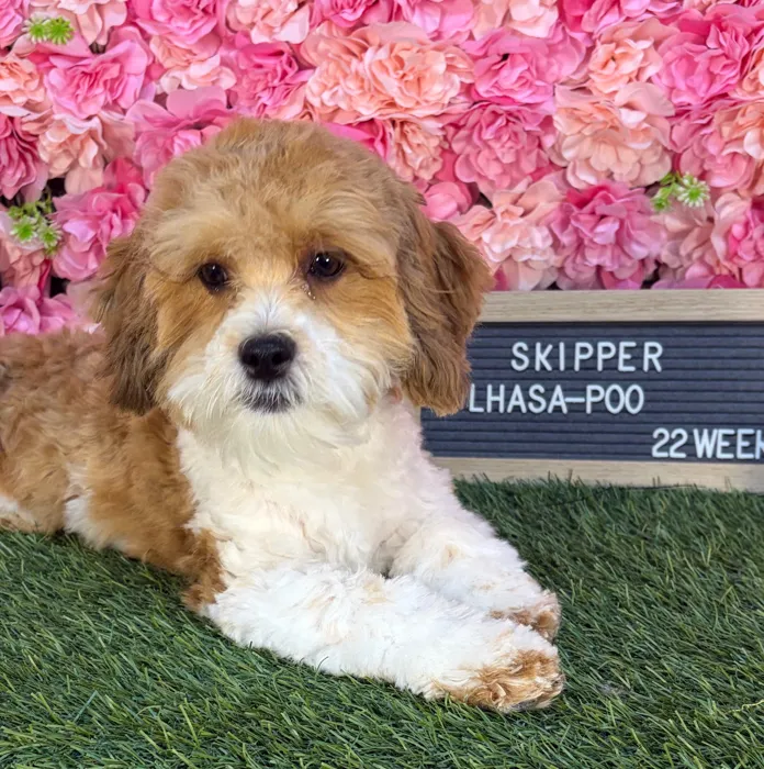 Male Lhasa-Poo puppy named Skipper for sale at Pet Express Saugus.