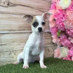 Male Chihuahua puppy named Mango for sale at Pet Express Saugus.