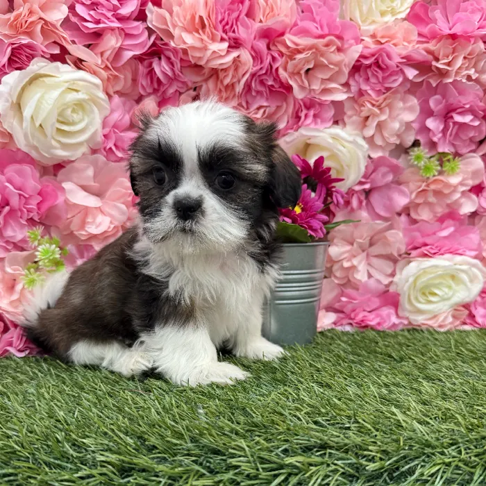 Female Shih Tzu Puppy for Sale in Braintree, MA
