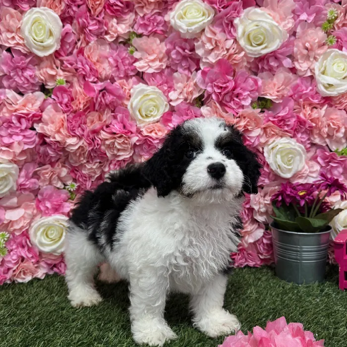 Female Mini Bernedoodle 2nd Gen Puppy for Sale in Braintree, MA