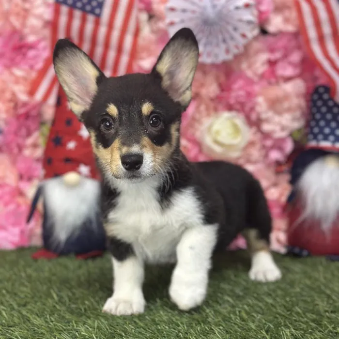 Female Pembroke Welsh Corgi Puppy for Sale in Saugus, MA