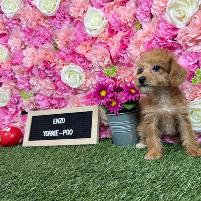 Male Yorkie-Poo 2Nd Gen puppy named Enzo for sale at Pet Express Braintree.