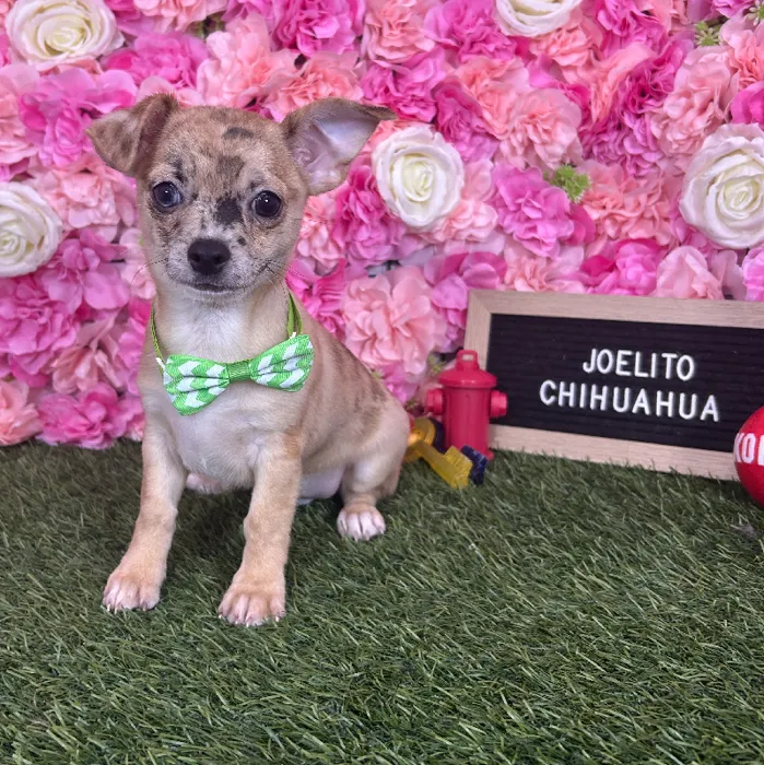 Male Chihuahua puppy named Joelito for sale at Pet Express Braintree.