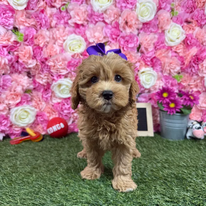 Female Cockapoo 2Nd Gen puppy named Saka for sale at Pet Express Braintree.