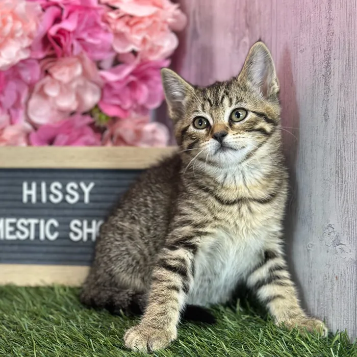 Female Domestic Short Hair kitten named Hissy for sale at Pet Express Saugus.