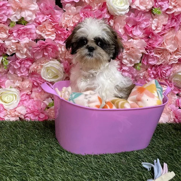 Female Shih Tzu Puppy for Sale in Saugus, MA