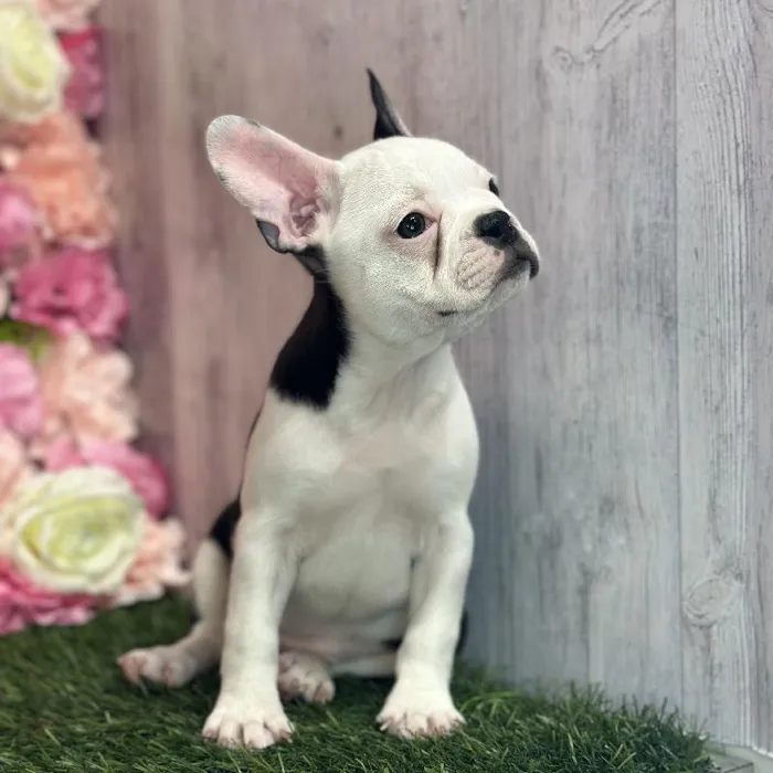 Female Froston Puppy for Sale in Saugus, MA