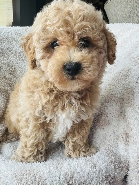Male Bichon-Poodle puppy named Kiwi for sale at Pet Express Saugus.