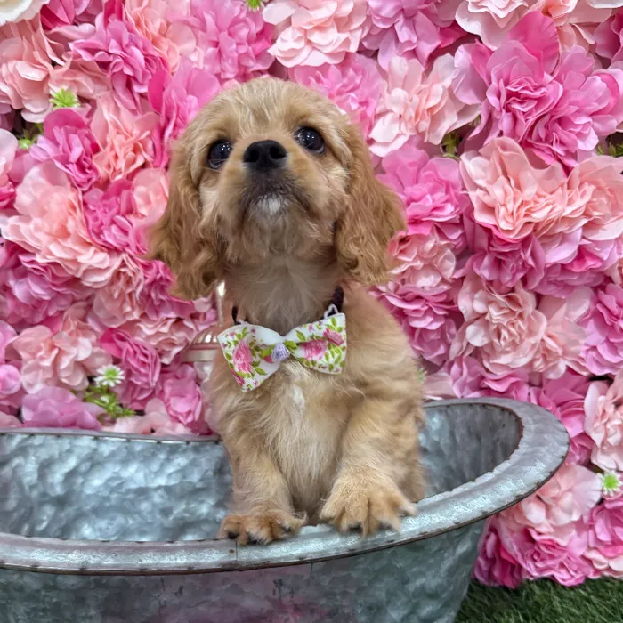 Male Cavapoo 2nd Gen Puppy for Sale in Braintree, MA