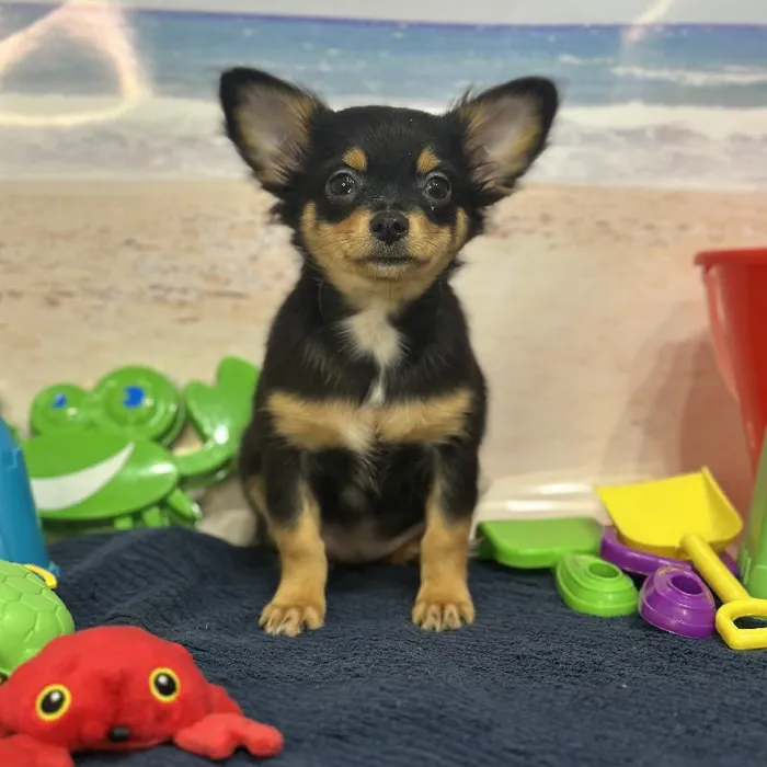 Male Chihuahua Puppy for Sale in Saugus, MA