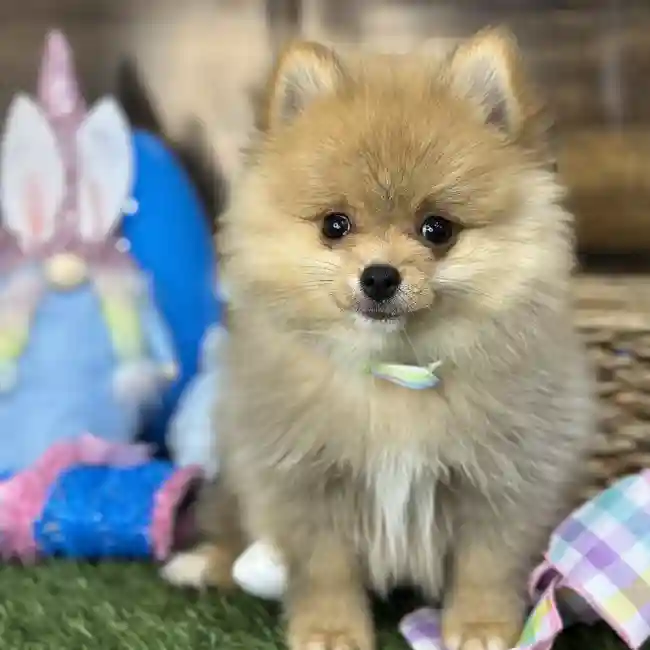 Male Pomeranian Puppy for Sale in Saugus, MA