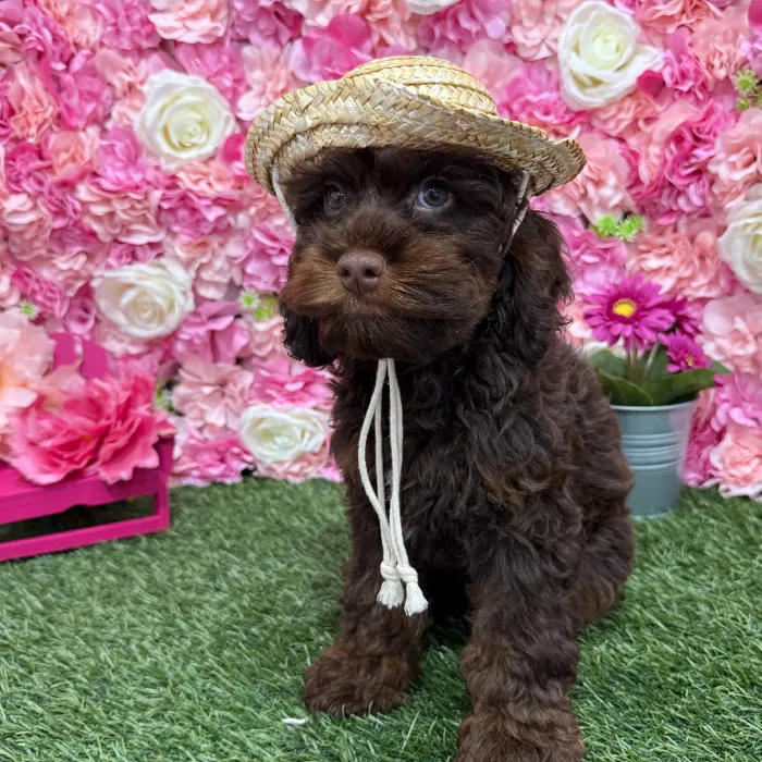Male Cockapoo Puppy for Sale in Braintree, MA