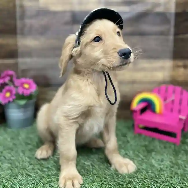 Male Golden Retriever Puppy for Sale in Braintree, MA