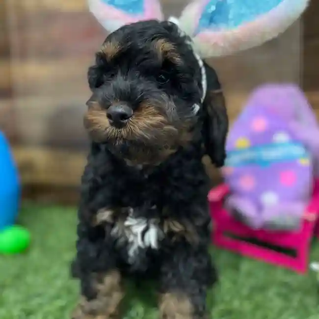 Male Cockapoo Puppy for Sale in Braintree, MA