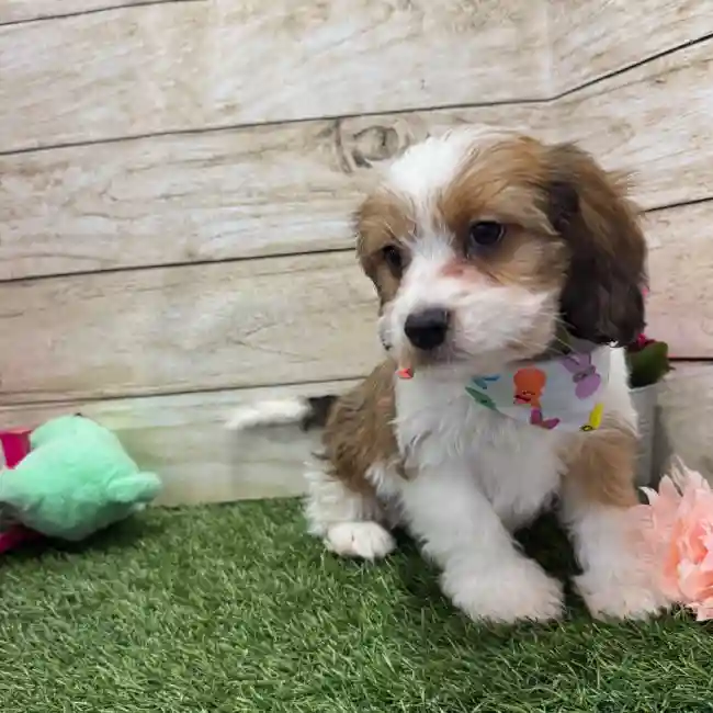 Male Cavanese Puppy for Sale in Braintree, MA