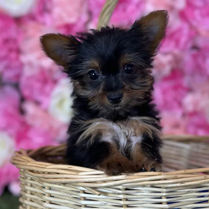 Male Yorkshire Terrier puppy named Mistah for sale at Pet Express Saugus.