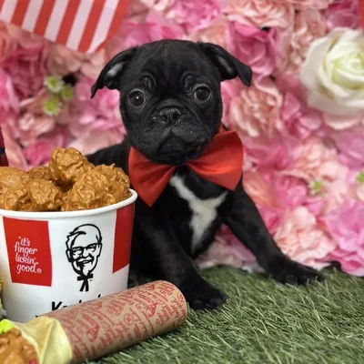 Male Bugg Puppy for Sale in Saugus, MA