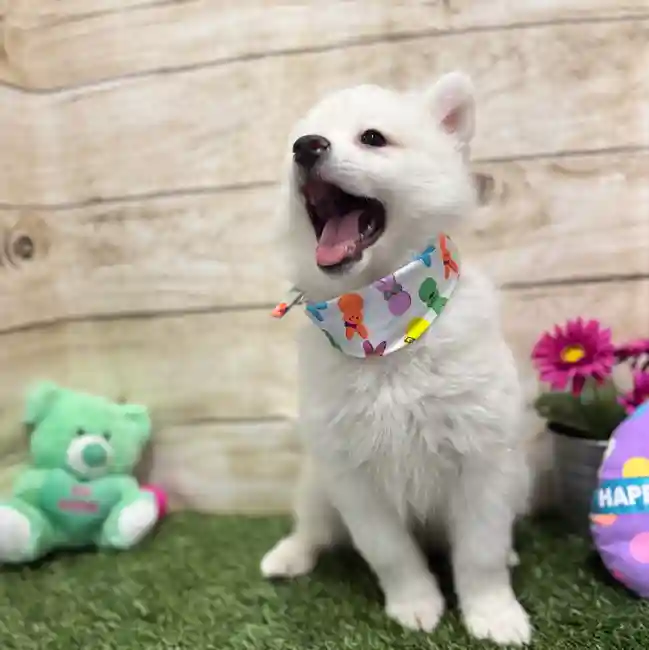 Male American Eskimo Puppy for Sale in Braintree, MA
