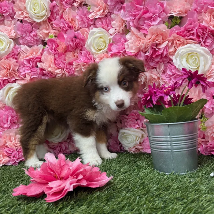 Female Miniature Australian Shepherd Puppy for Sale in Braintree, MA