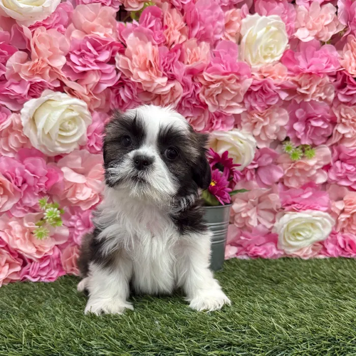 Female Shih Tzu Puppy for Sale in Braintree, MA