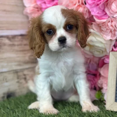 Female Cavalier King Charles Spaniel puppy named Judy for sale at Pet Express Saugus.