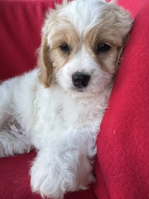 Male Cavachon puppy named Messi for sale at Pet Express Braintree.