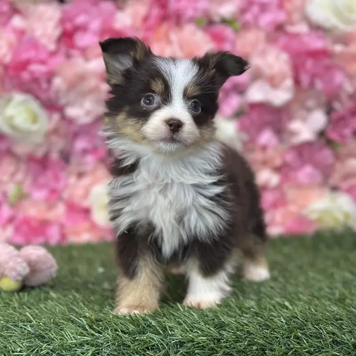 Female Toy Australian Shepherd Puppy for Sale in Braintree, MA