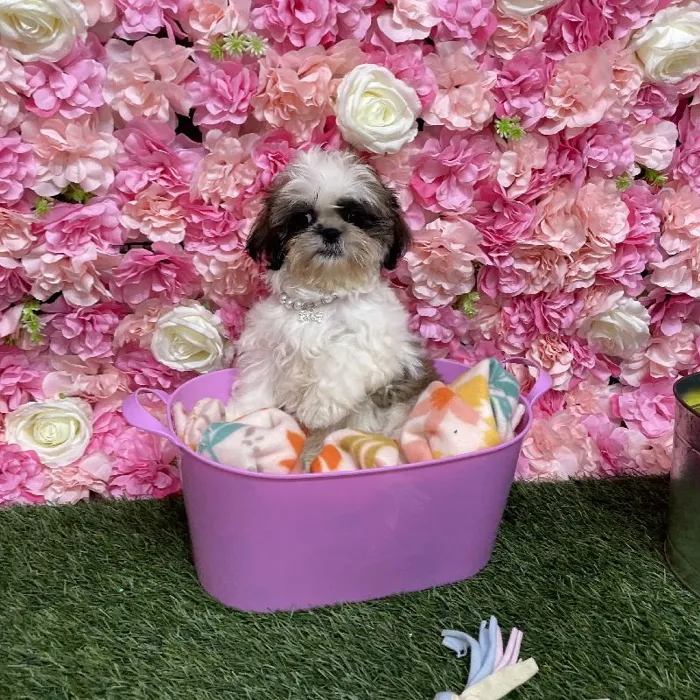 Female Shih Tzu Puppy for Sale in Saugus, MA
