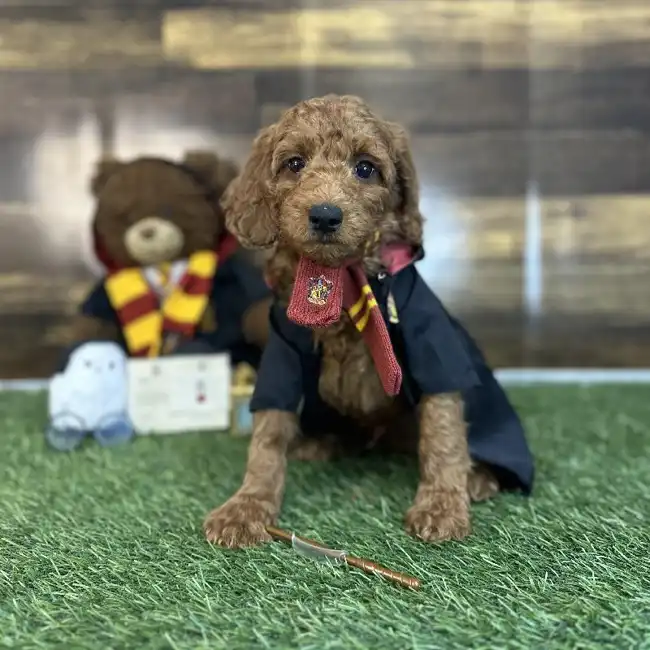 Male Mini Irishdoodle 2nd Gen Puppy for Sale in Saugus, MA