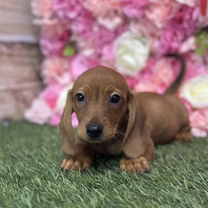 Male Dachshund Puppy for Sale in Saugus, MA