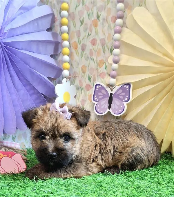 Female Cairn Terrier puppy named Suzie Q for sale at Pet Express Saugus.