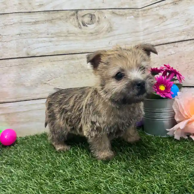 Female Cairn Terrier Puppy for Sale in Braintree, MA