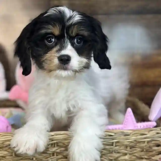 Female Cavanese Puppy for Sale in Saugus, MA