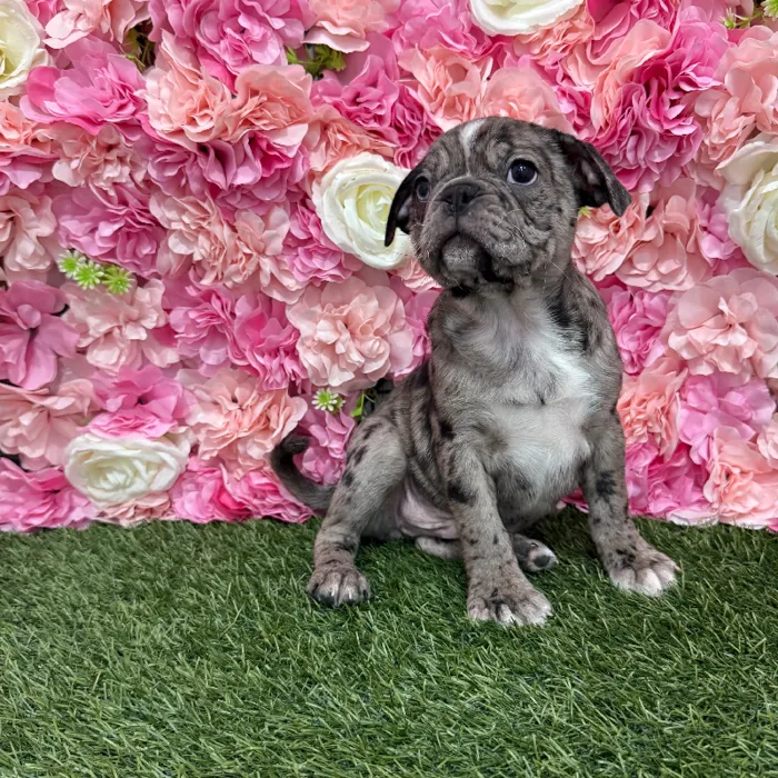 Male Bugg Puppy for Sale in Braintree, MA
