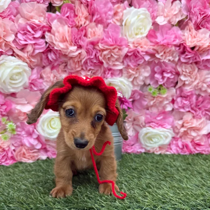 Female Dachshund Puppy for Sale in Braintree, MA