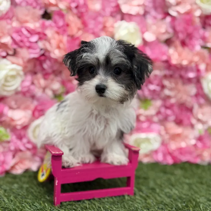 Male Morkie Puppy for Sale in Braintree, MA