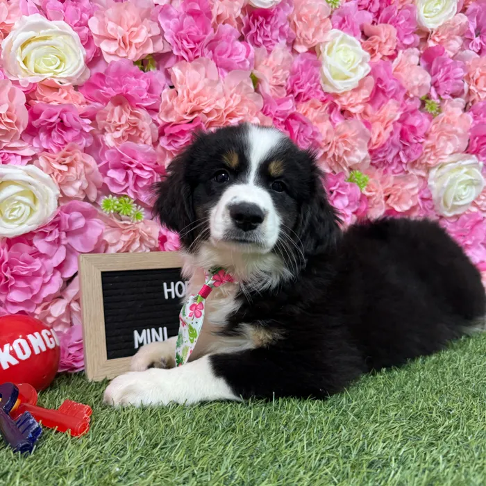 Male Miniature Australian Shepherd puppy named Hopper for sale at Pet Express Braintree.