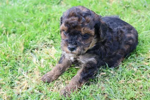 Male Yorkie-Poo 2Nd Gen puppy named Charlie for sale at Pet Express Braintree.