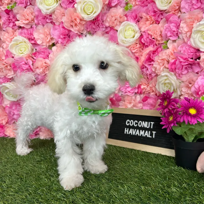 Male Havamalt puppy named Coconut for sale at Pet Express Braintree.