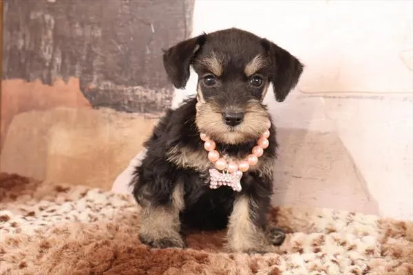 Female Miniature Schnauzer puppy named Pippy for sale at Pet Express Braintree.