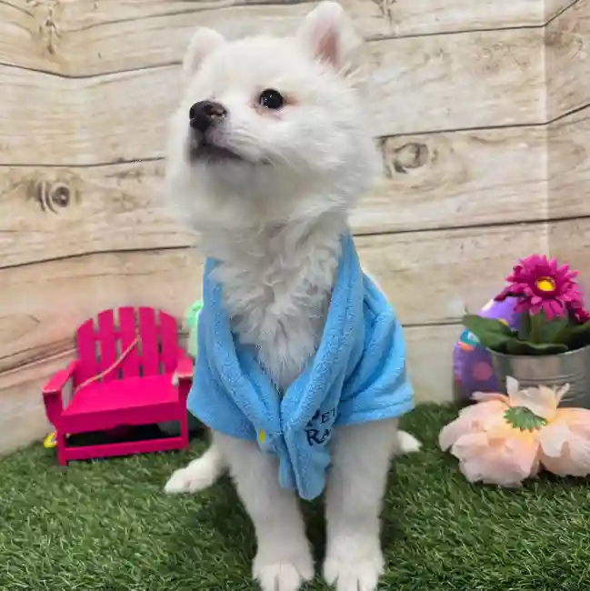 Male American Eskimo Puppy for Sale in Braintree, MA