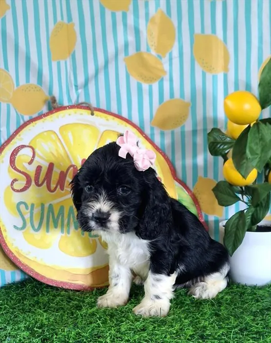 Female Cocker Spaniel puppy named Helen for sale at Pet Express Saugus.