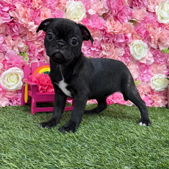 Female Bugg Puppy for Sale in Braintree, MA