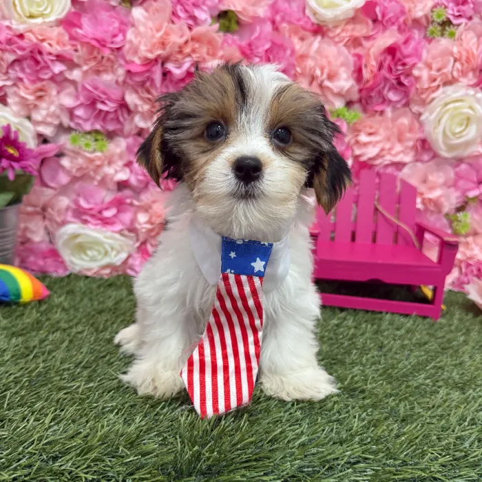 Male Yorkshire Terrier Puppy for Sale in Braintree, MA